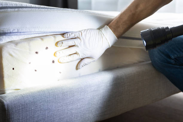 Trusted Whitehall, WI Pest Control Experts