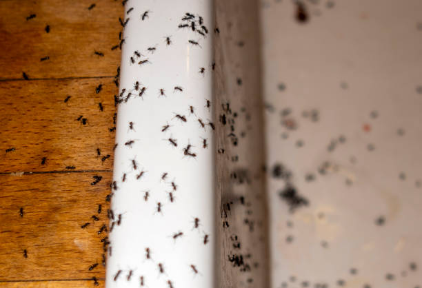 Best Mosquito Control Services  in Whitehall, WI