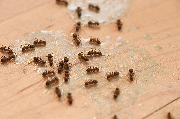 Best Insect Control  in Whitehall, WI